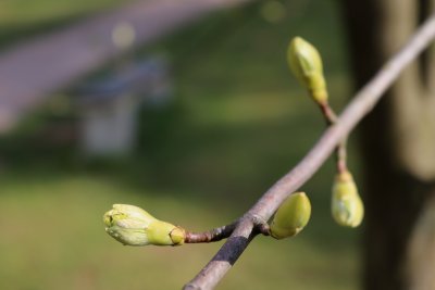 Acer pseudoplatanus 'Worleei' - javor klen - pupen (66)